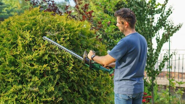 trimming trees